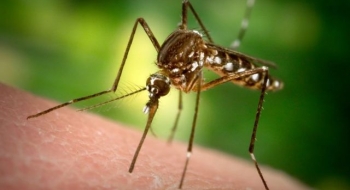 Sua pele pode estar mais propensa a atrair mosquitos; entenda